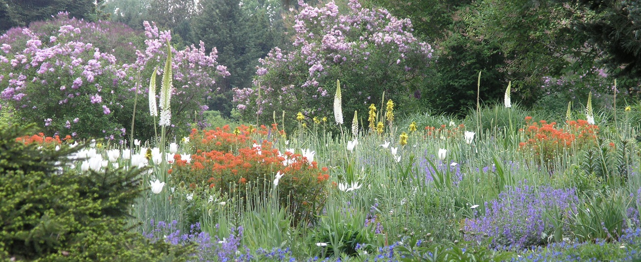 WEG-Staudensichtungsgarten, Kniphofienhang