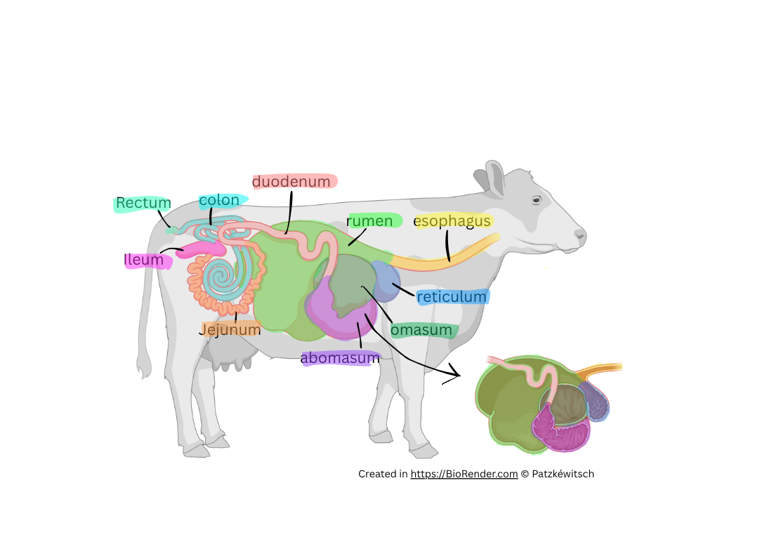 Ruminant