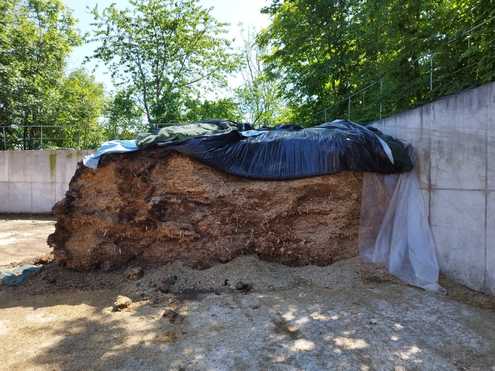 Maize silage