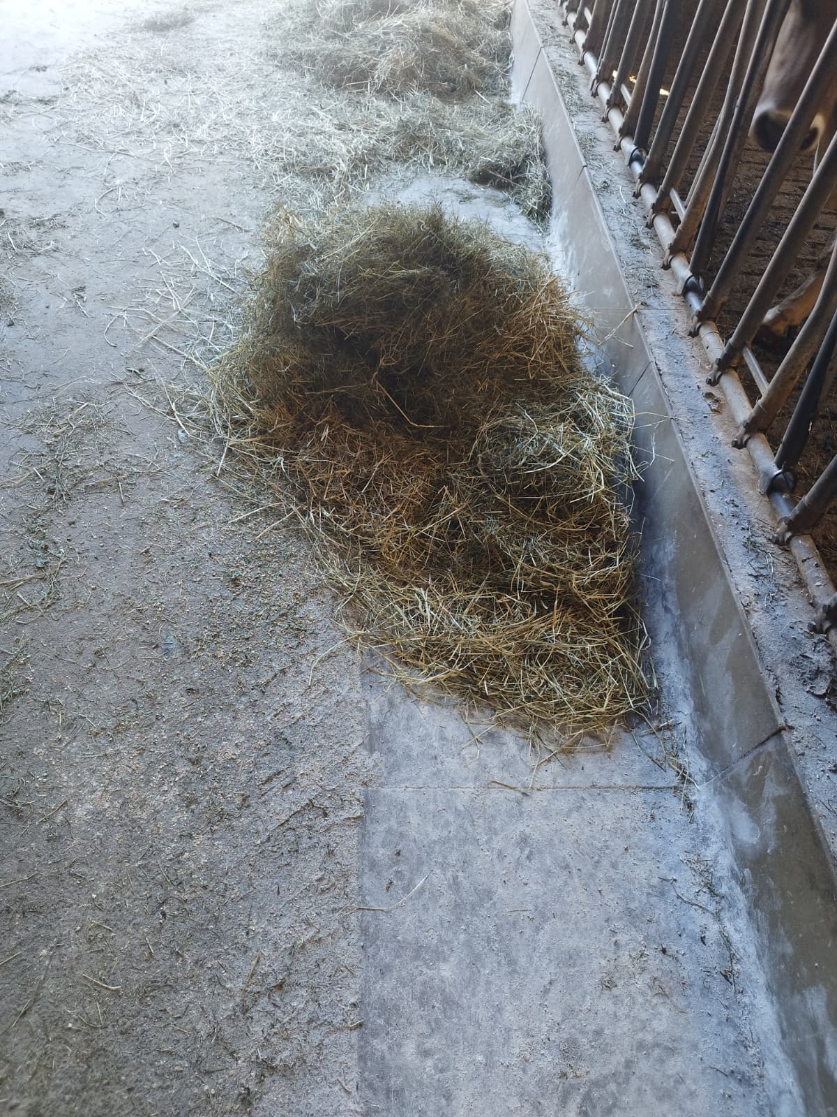 hay