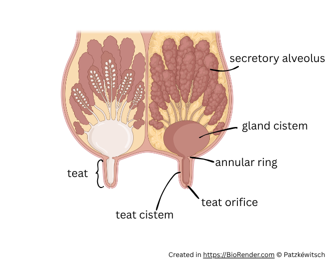 structure of an udder