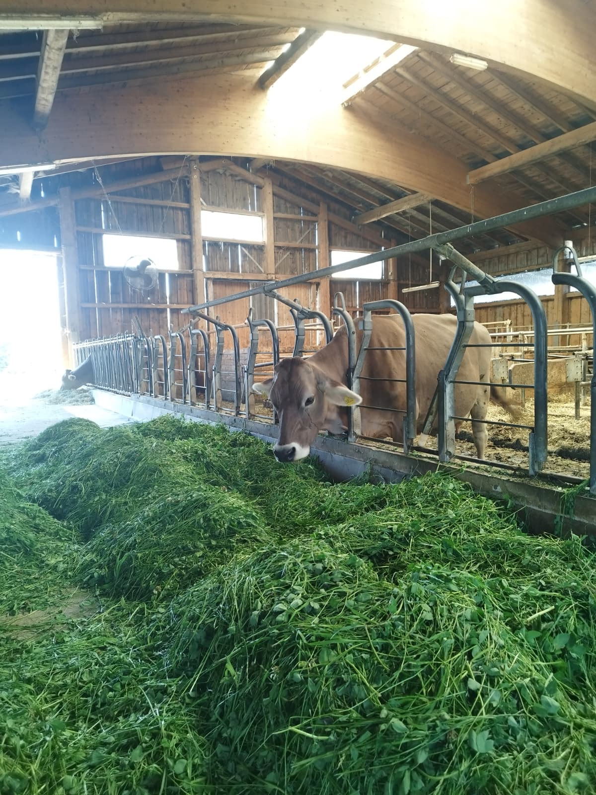 cattle