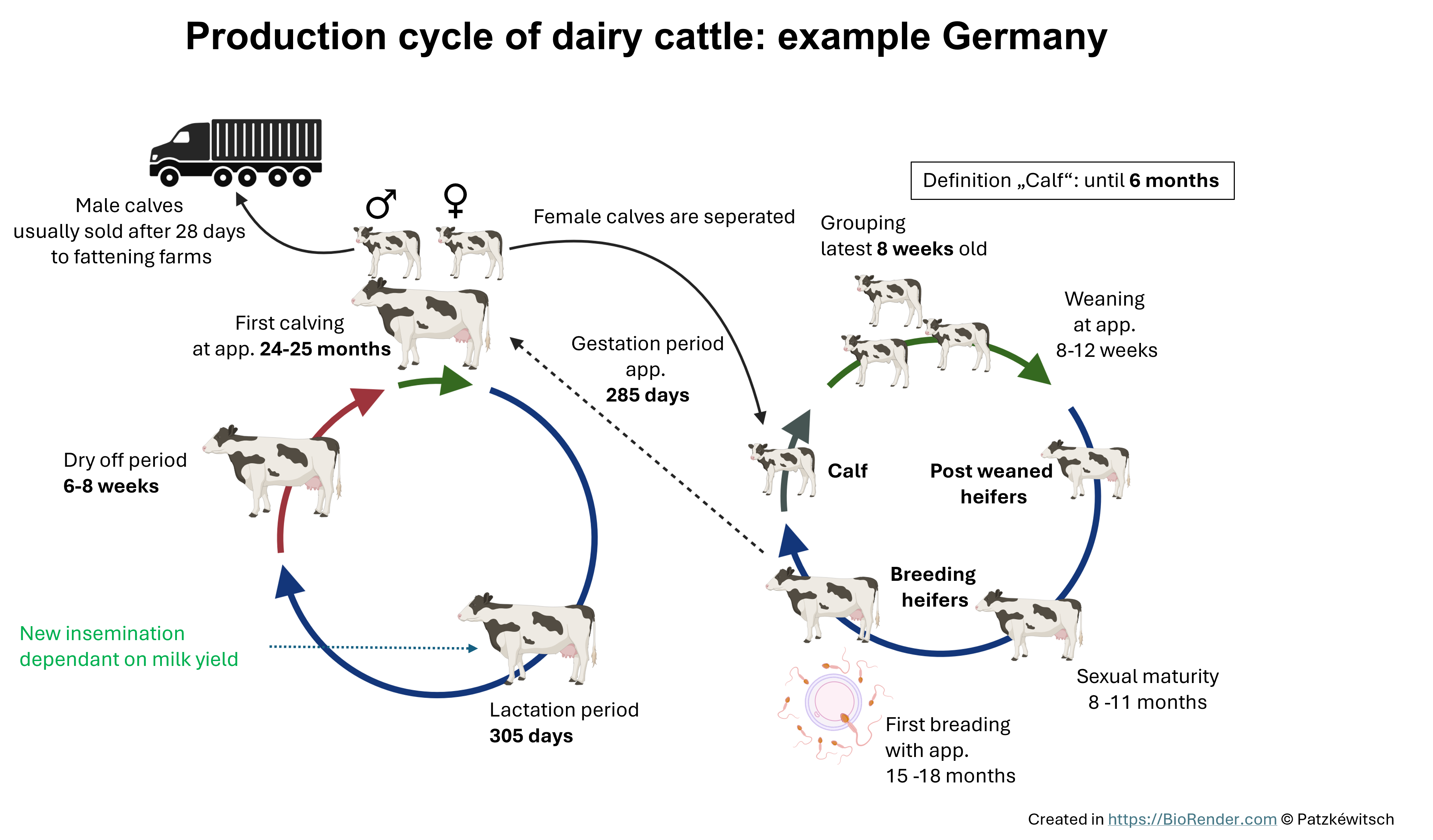cycle dairy cattle