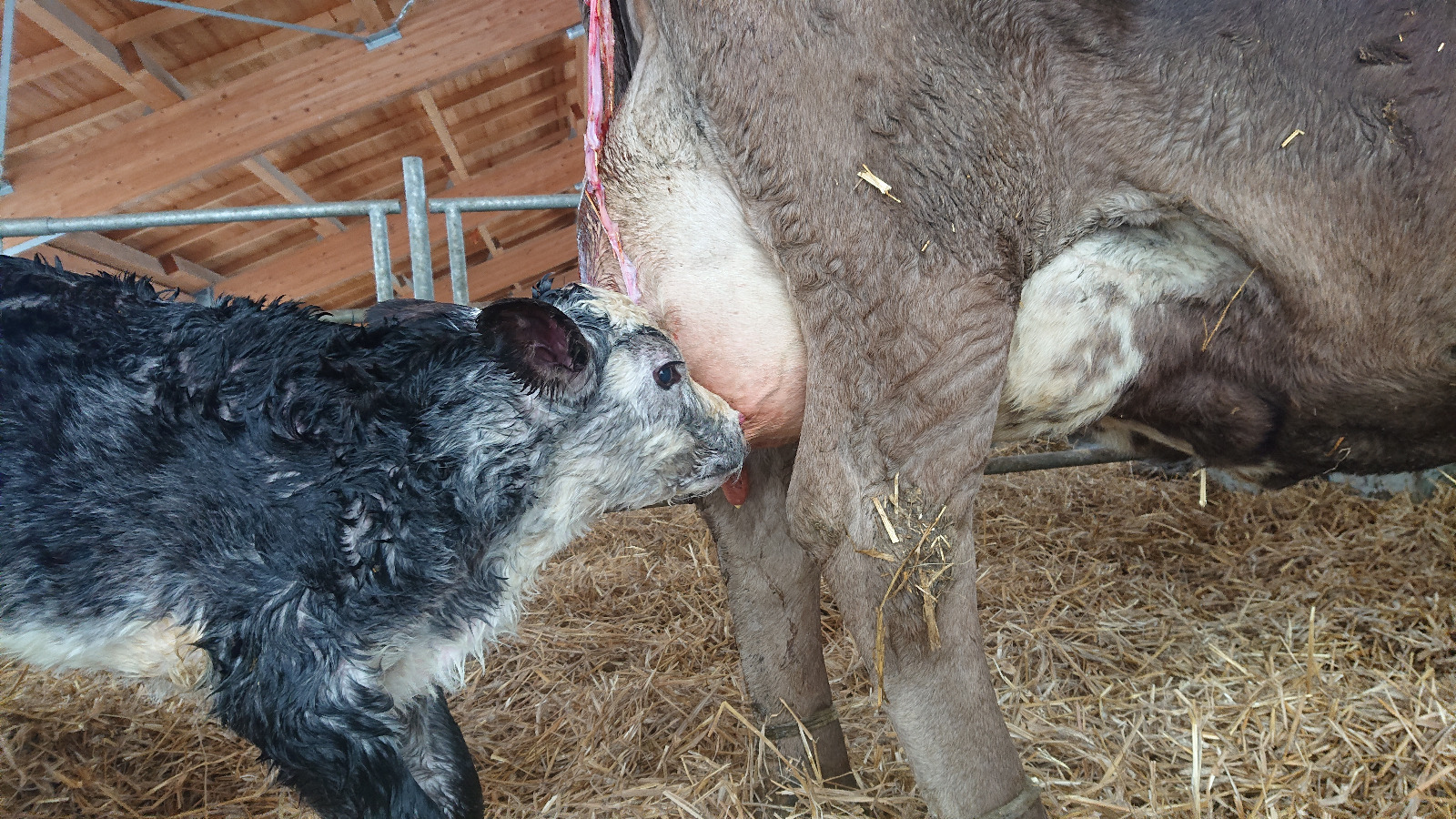 Calf cow