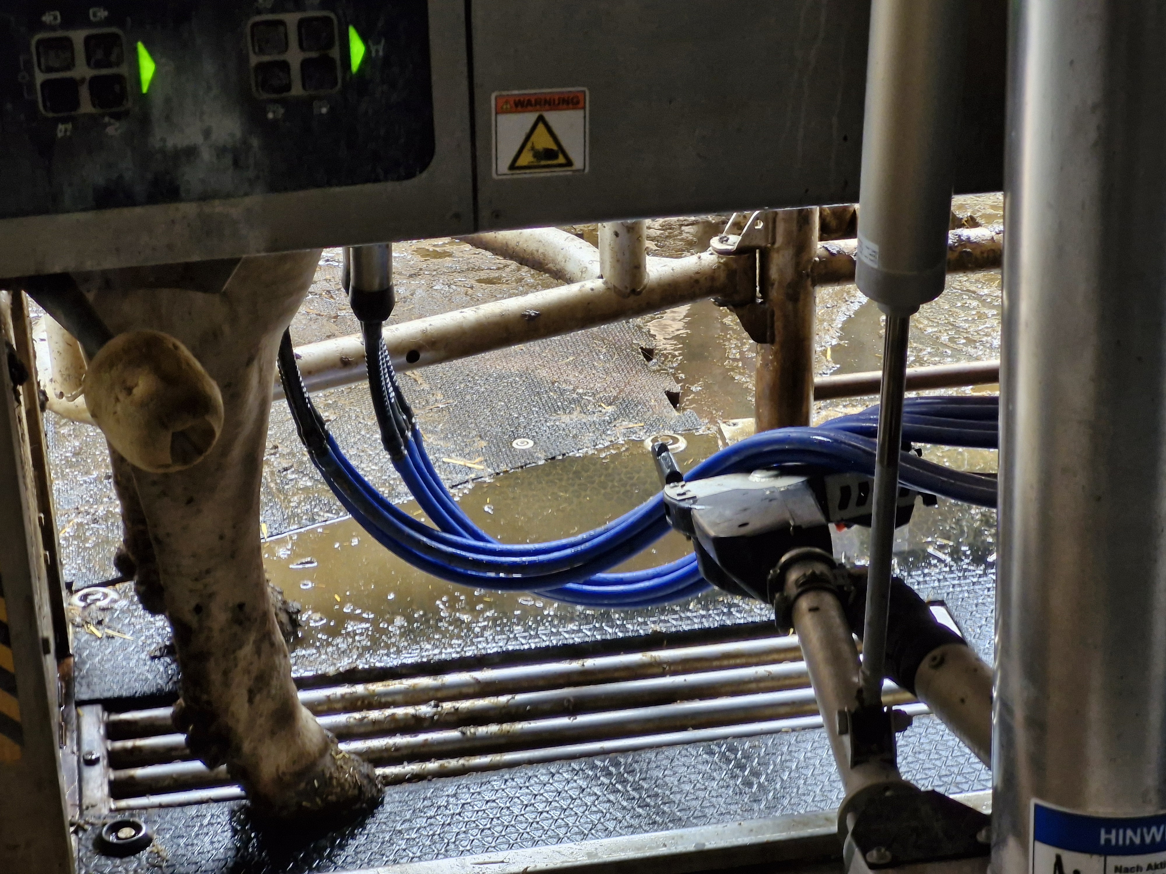 Milking process in the AMS