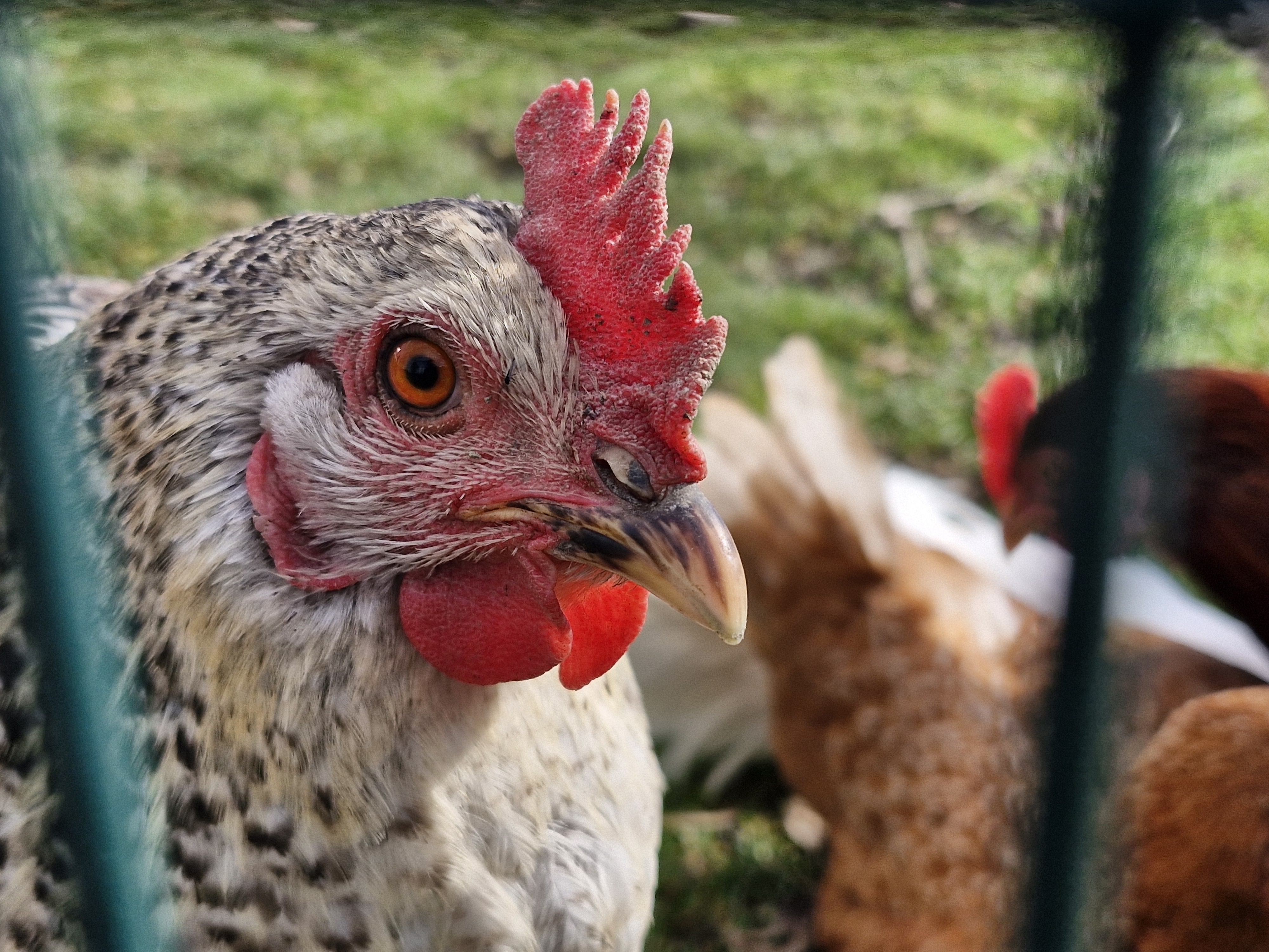 Chicken head close up