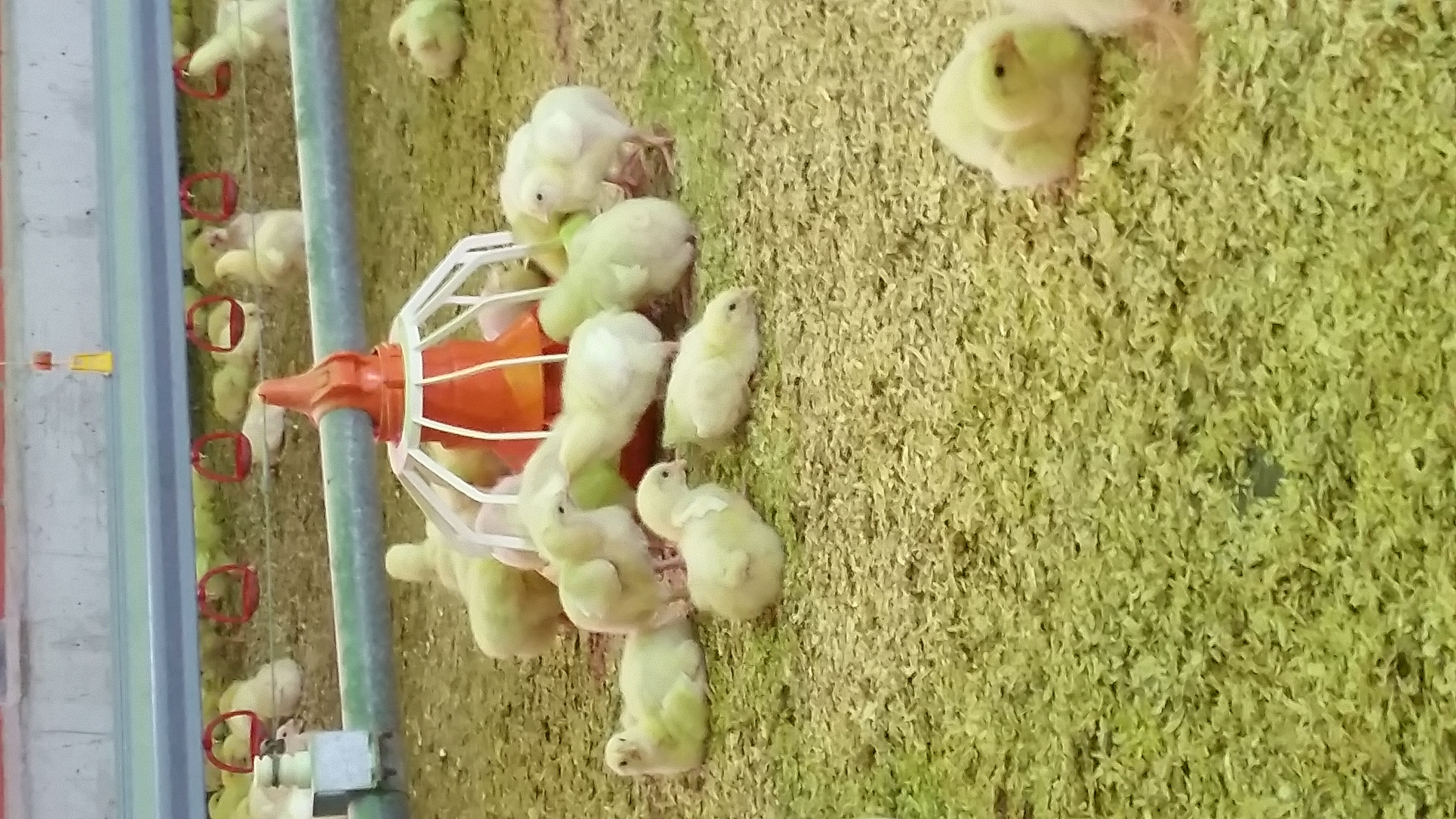 Chicks
