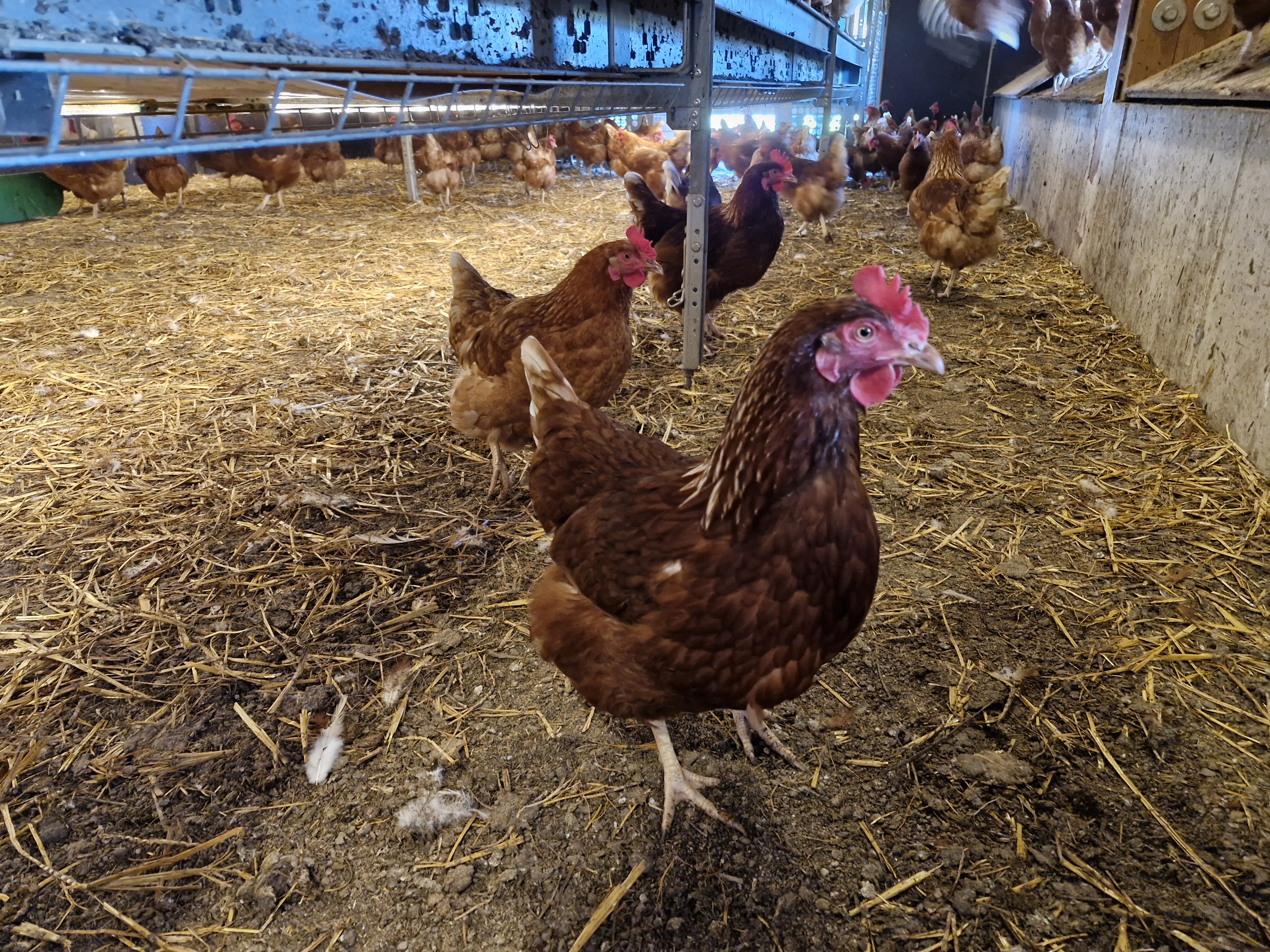 Laying hens