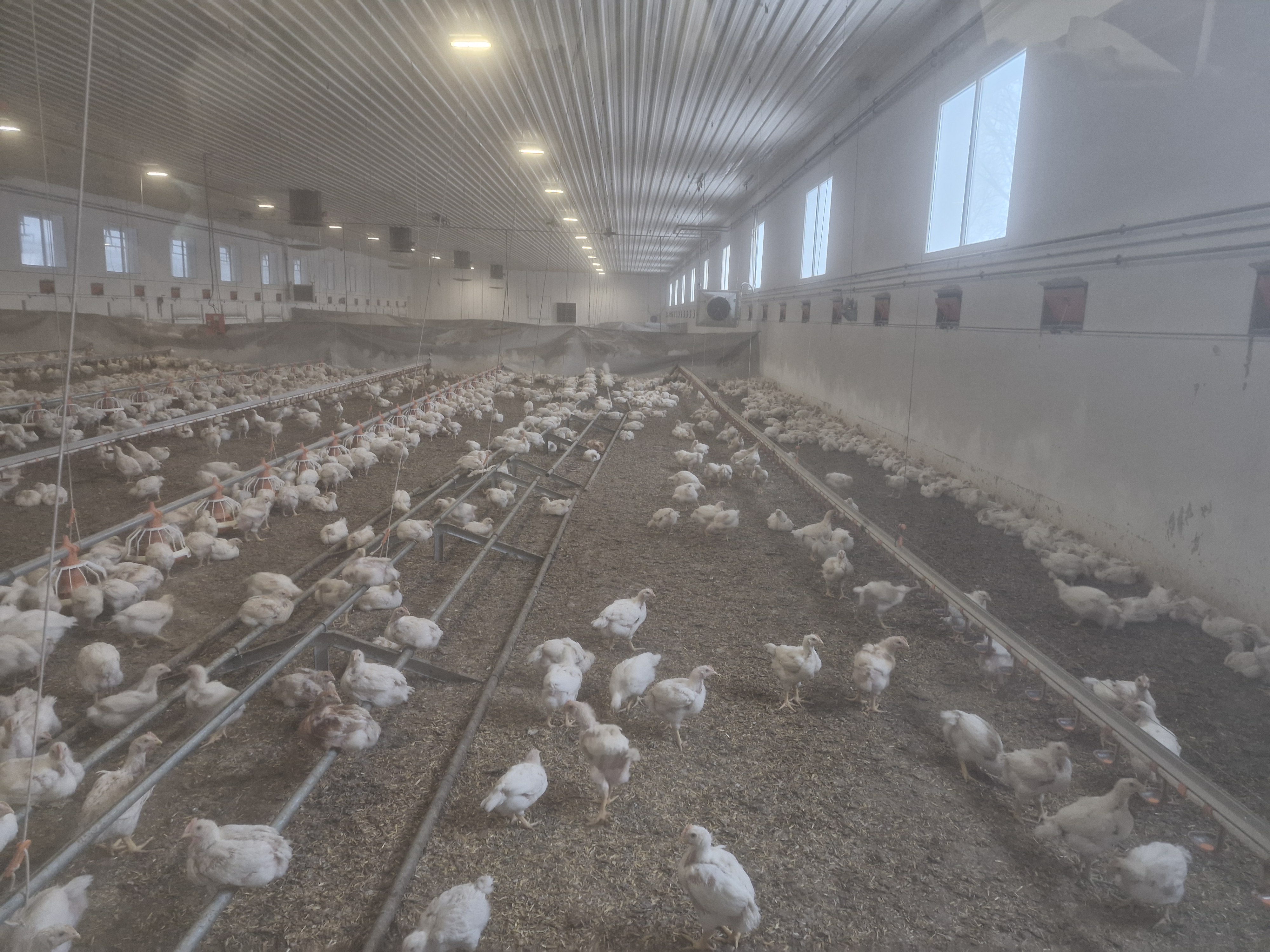 Broiler chicken