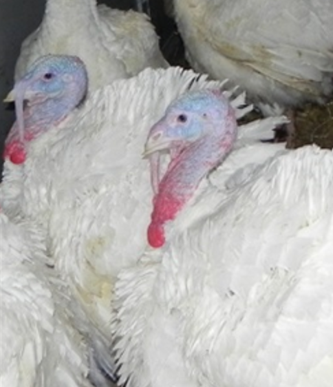 turkey
