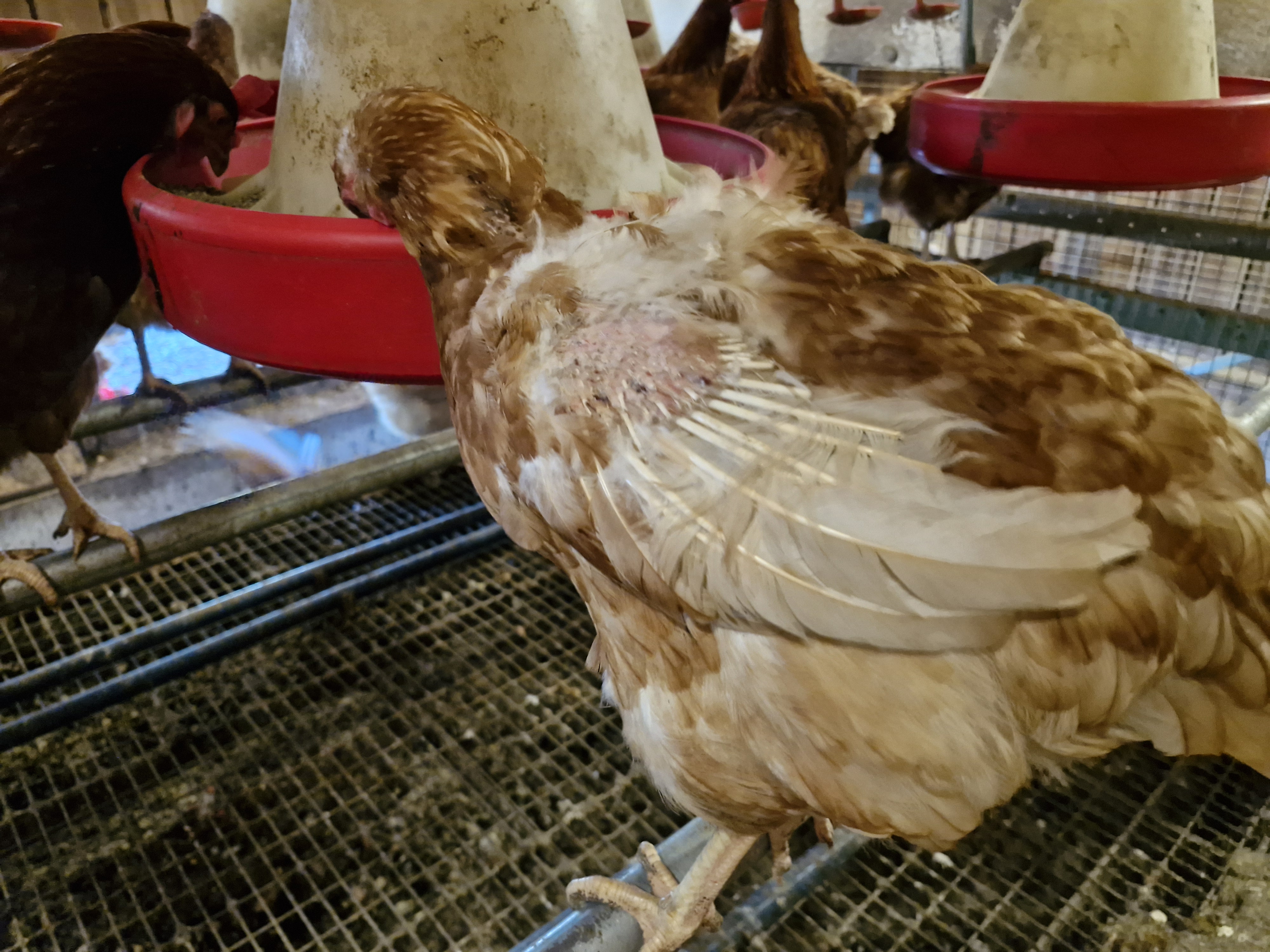 Pecked hen