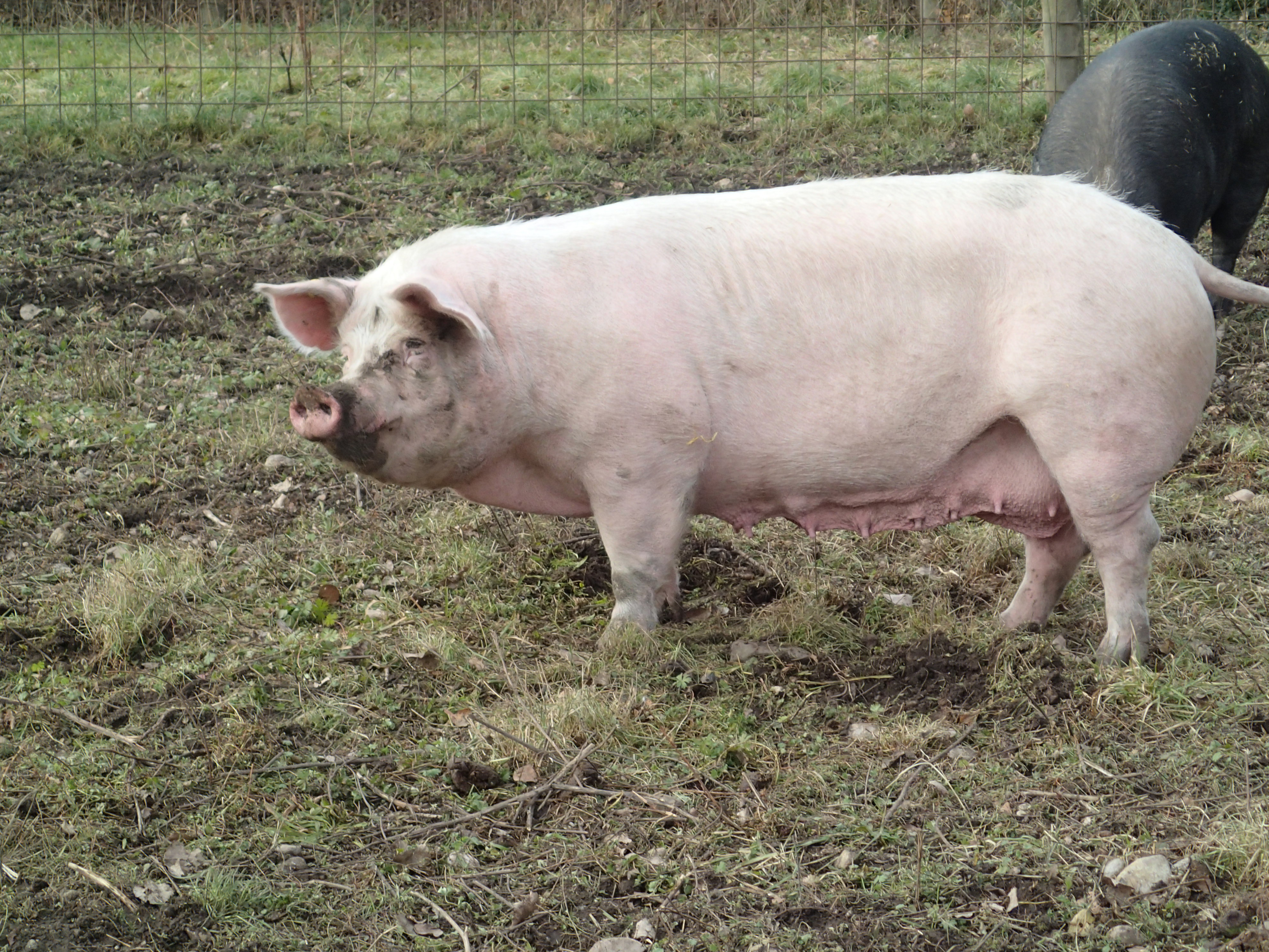 pig