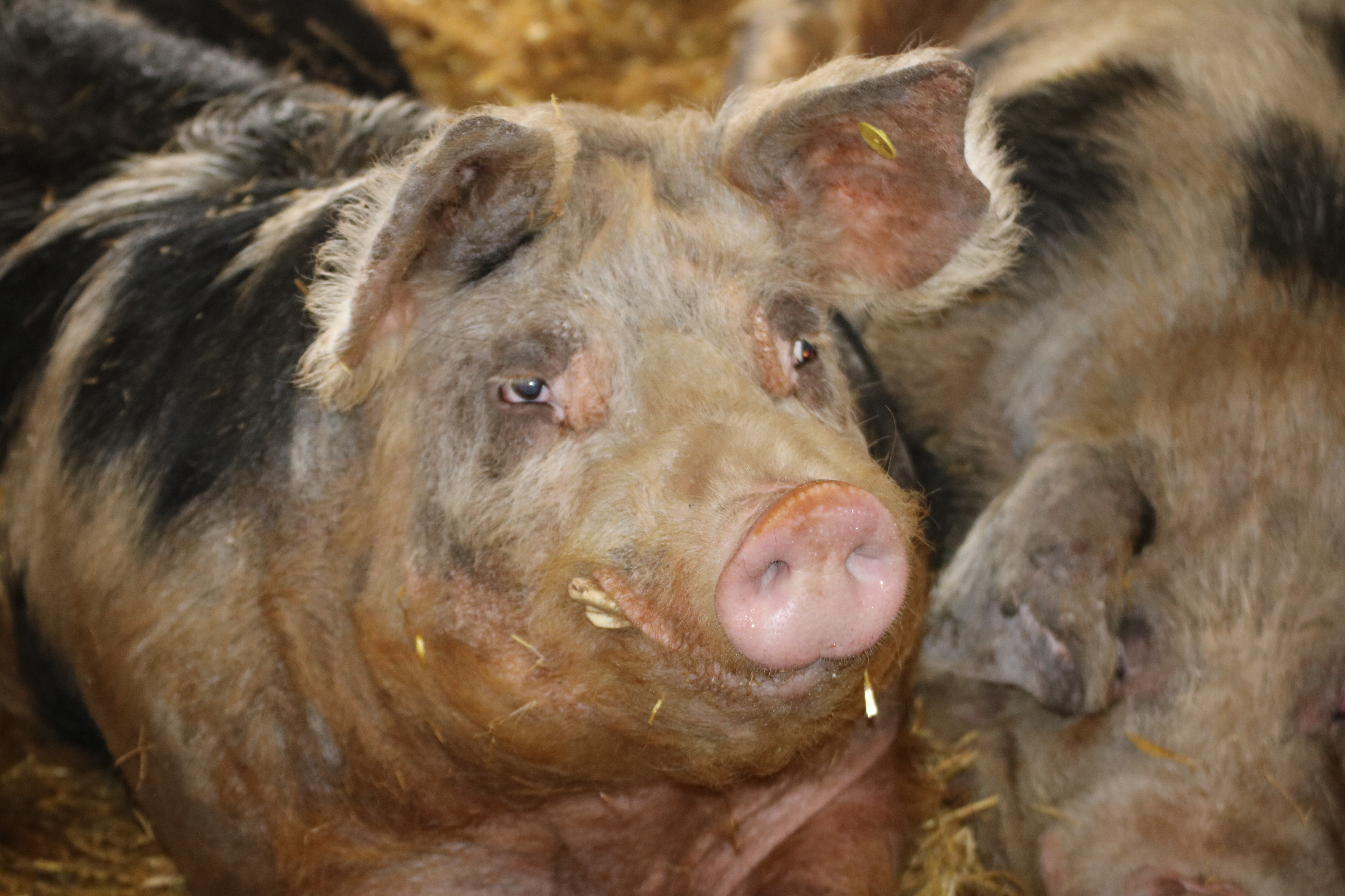 Domestic boar