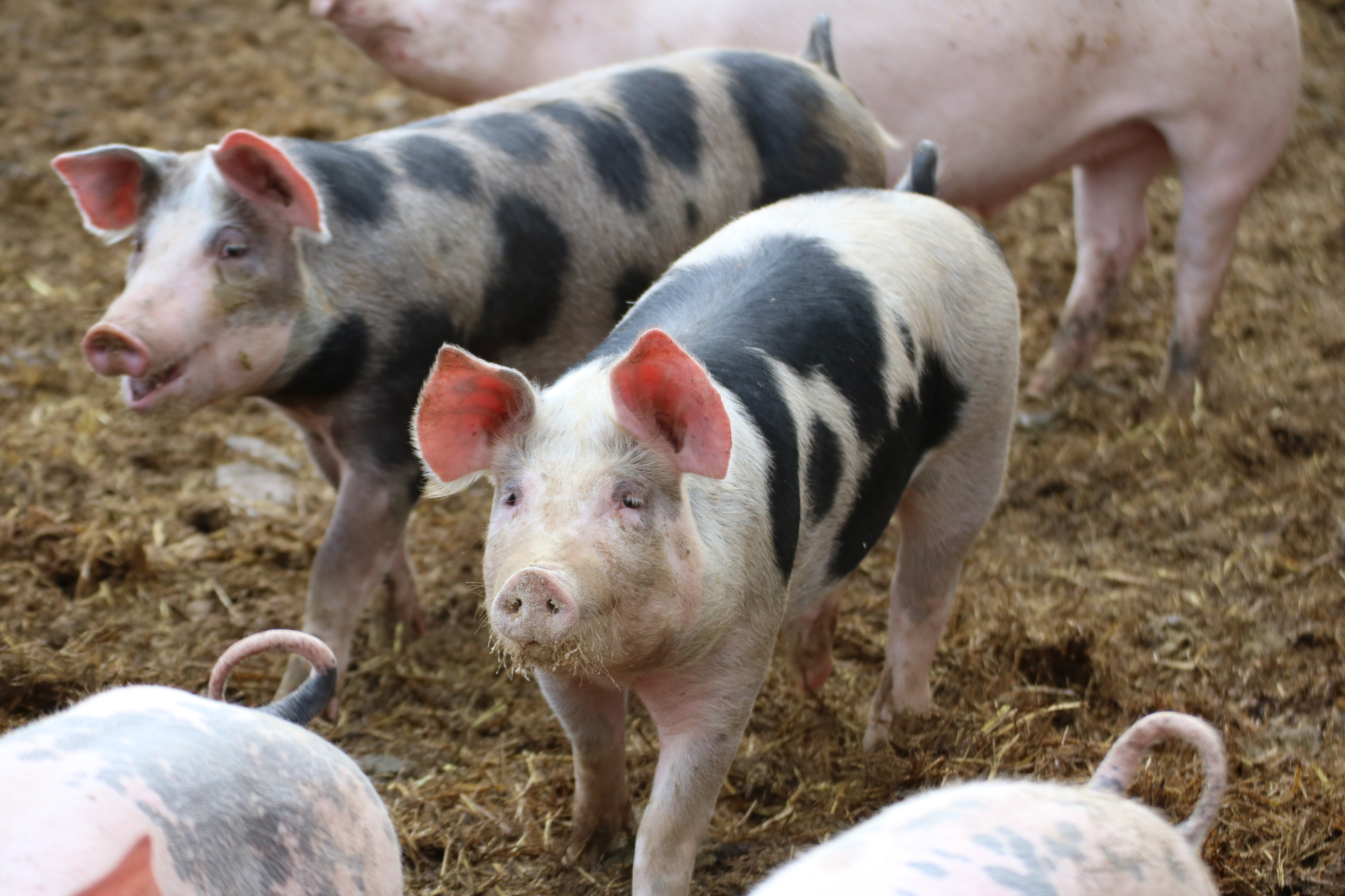 Fattening pigs