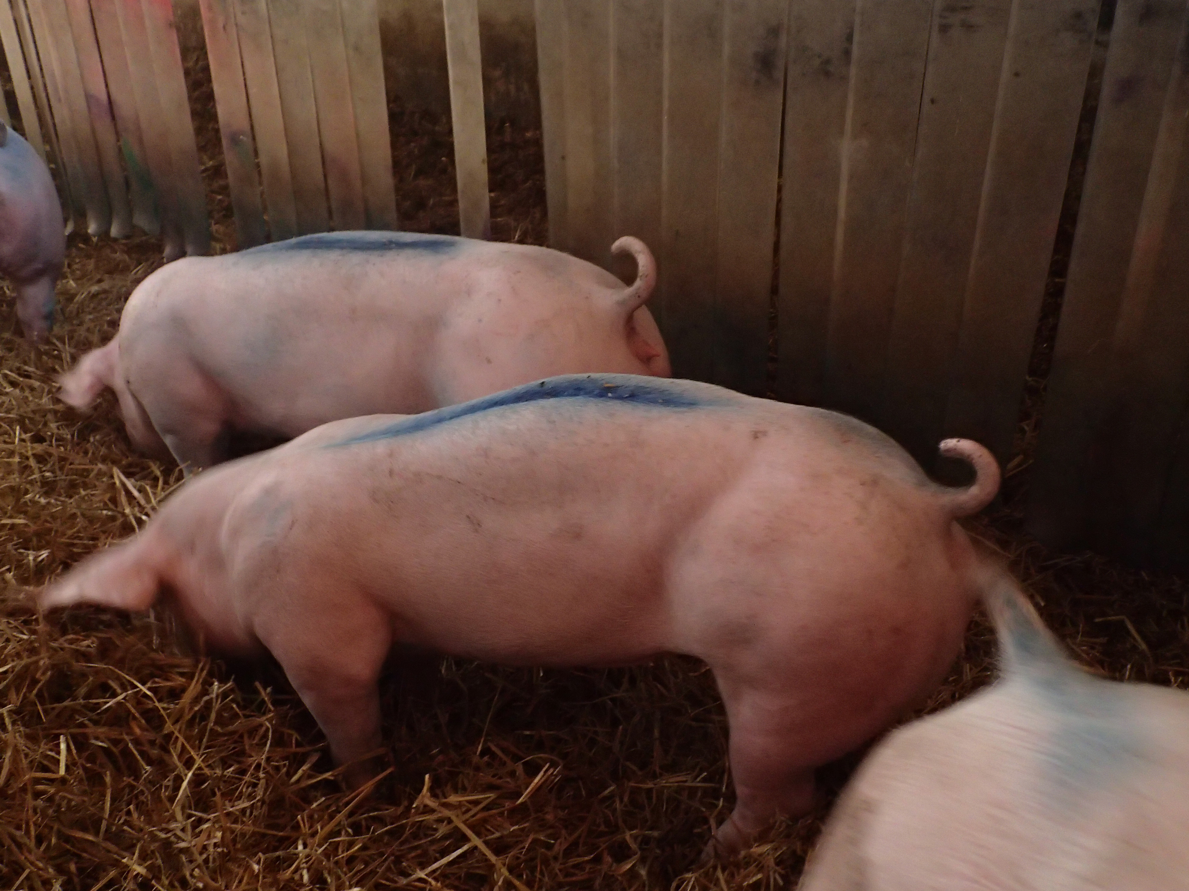 Tail docked fattening pigs