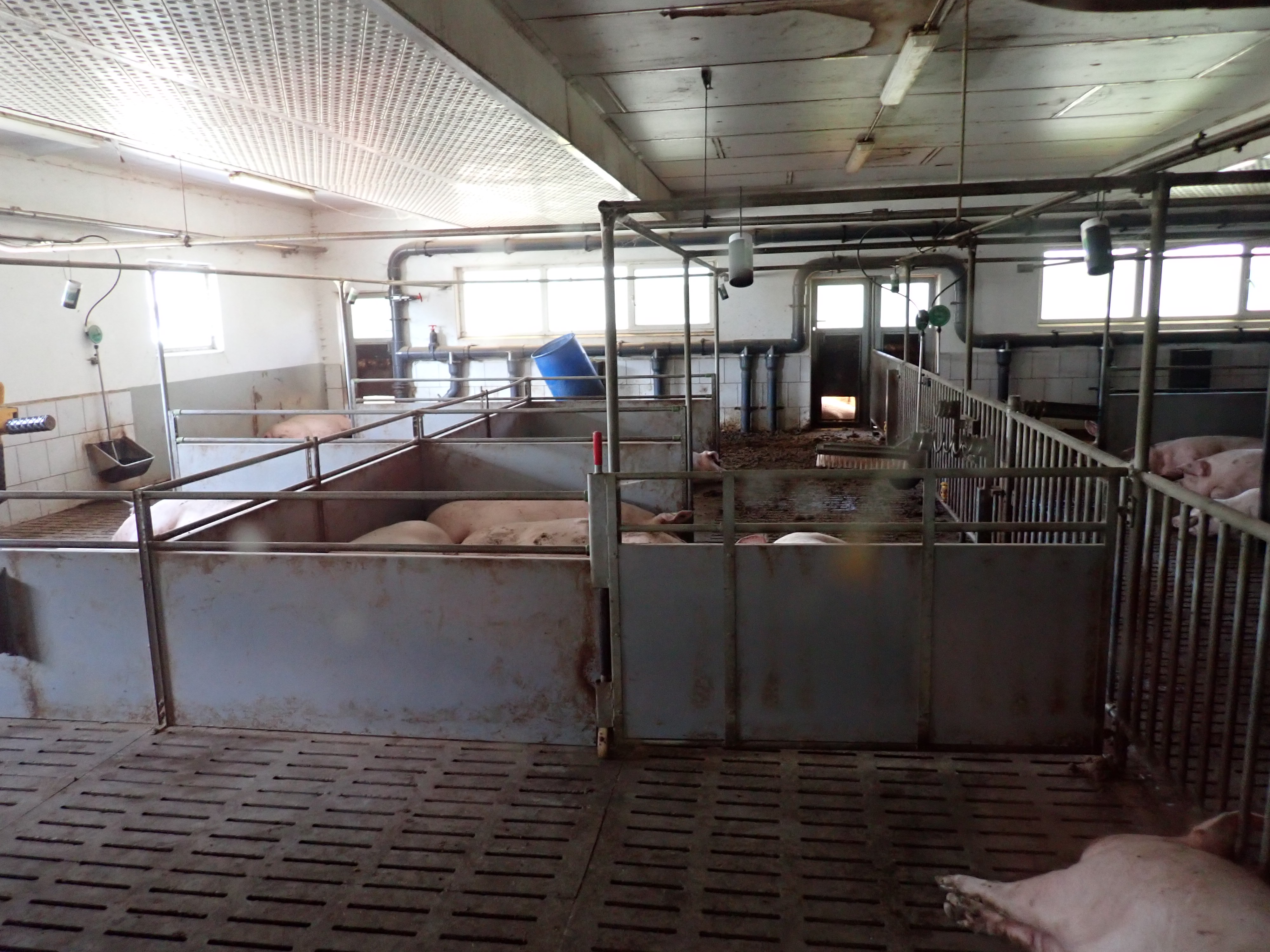 Gestation crate
