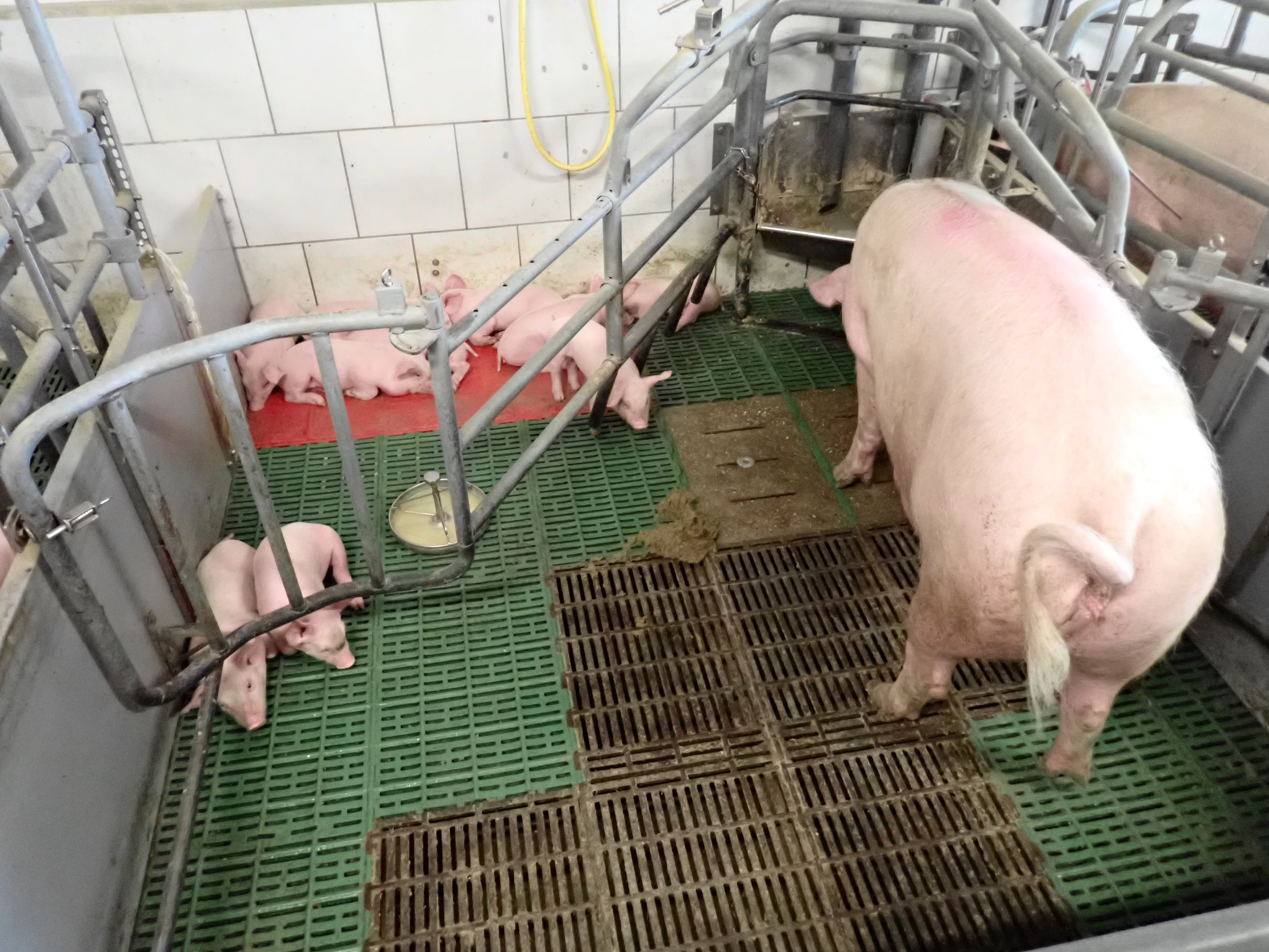 farrowing pen