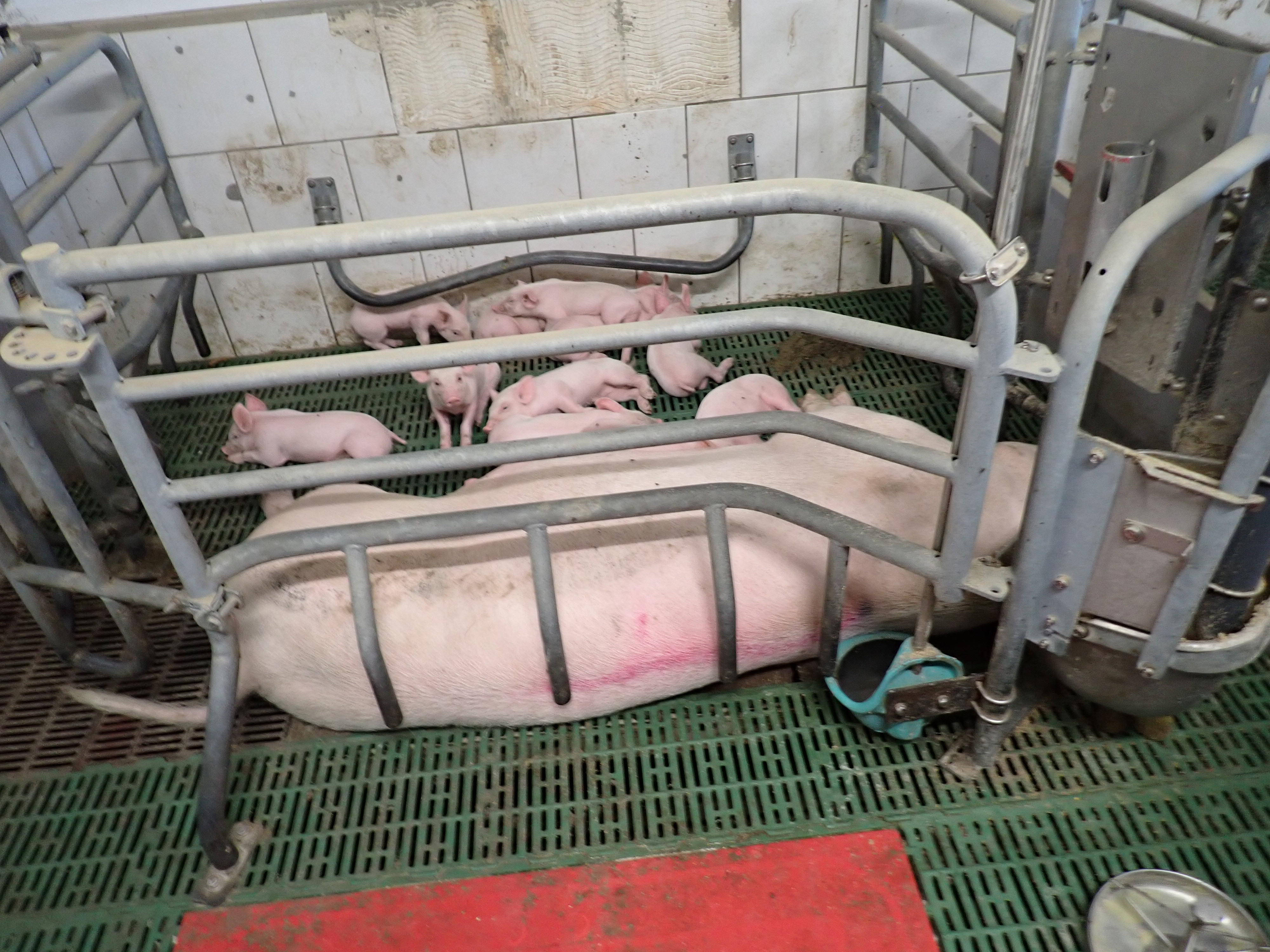 Farrowing pen
