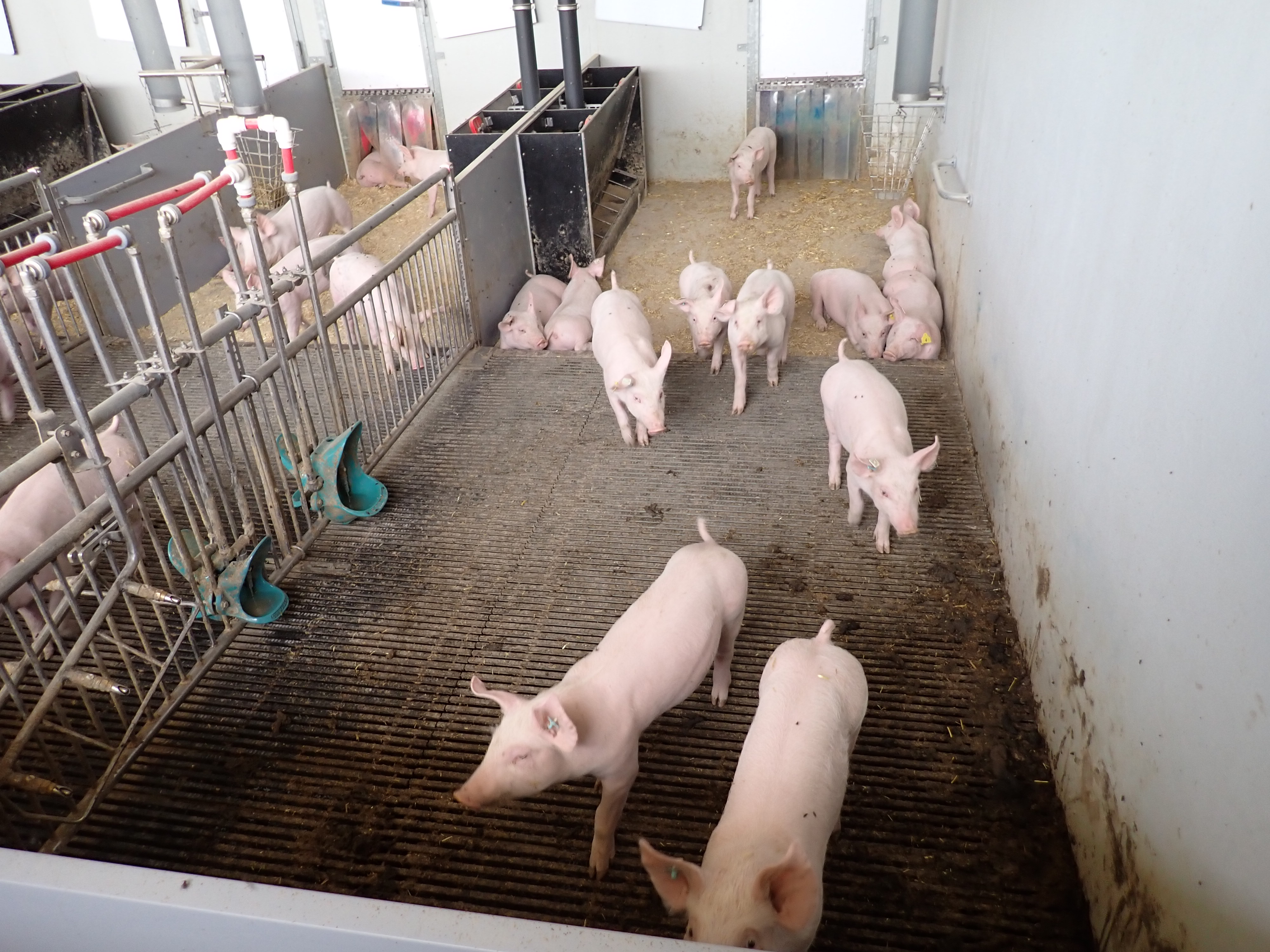 weaned pigs