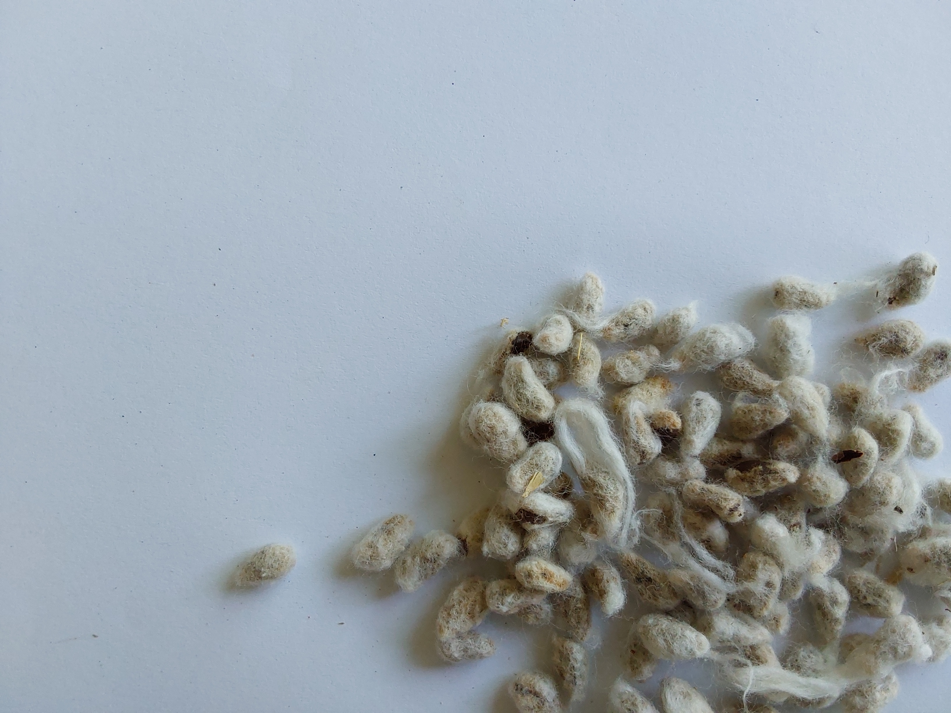 Cotton seed