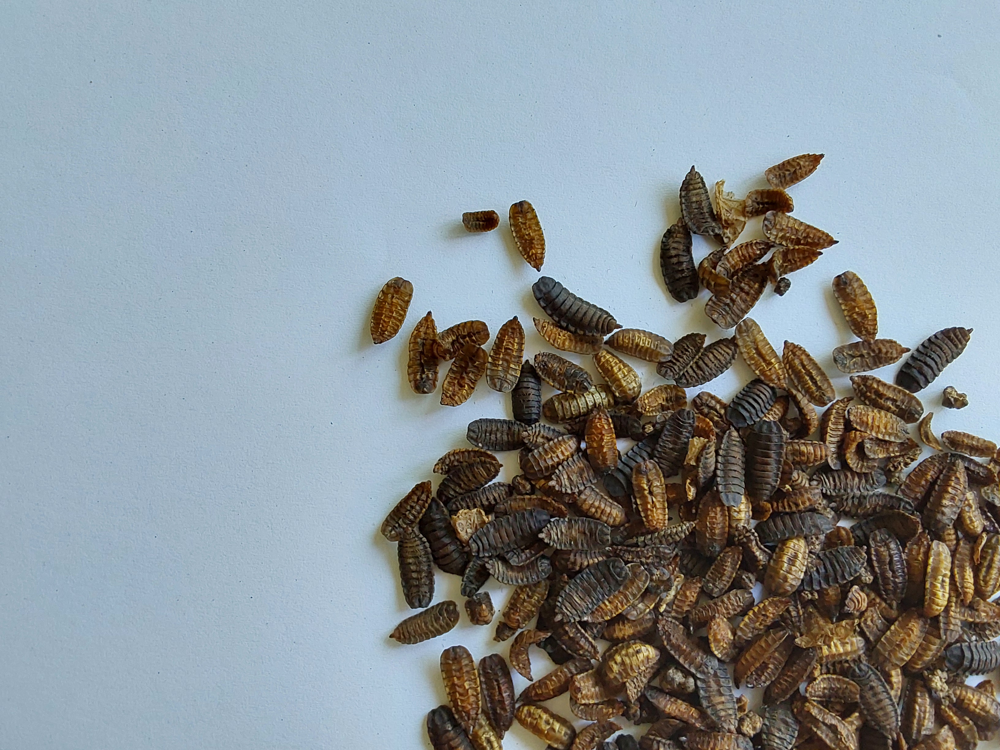 Insect larvae (Hermetia illucense)