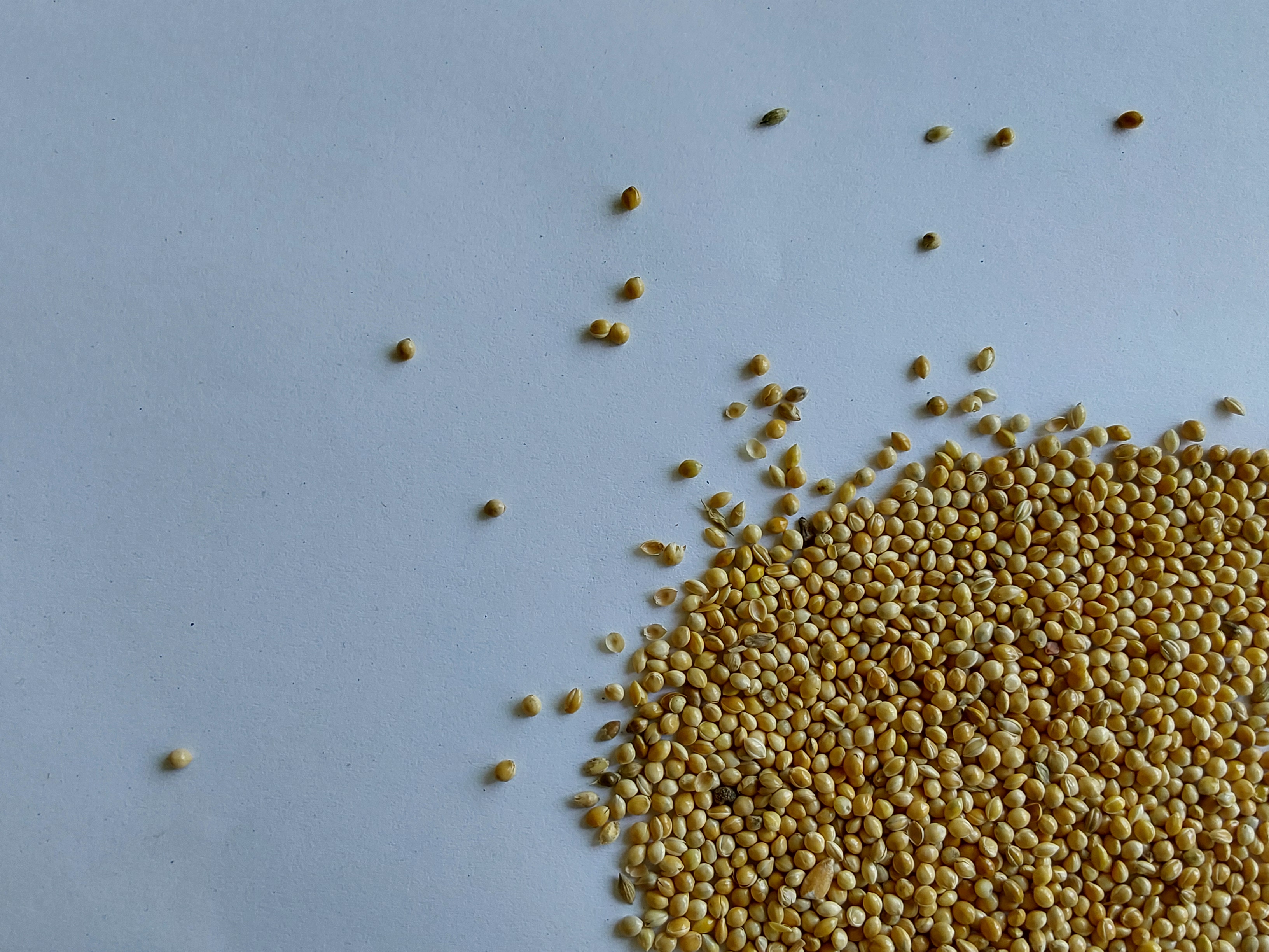 Foxtail millet