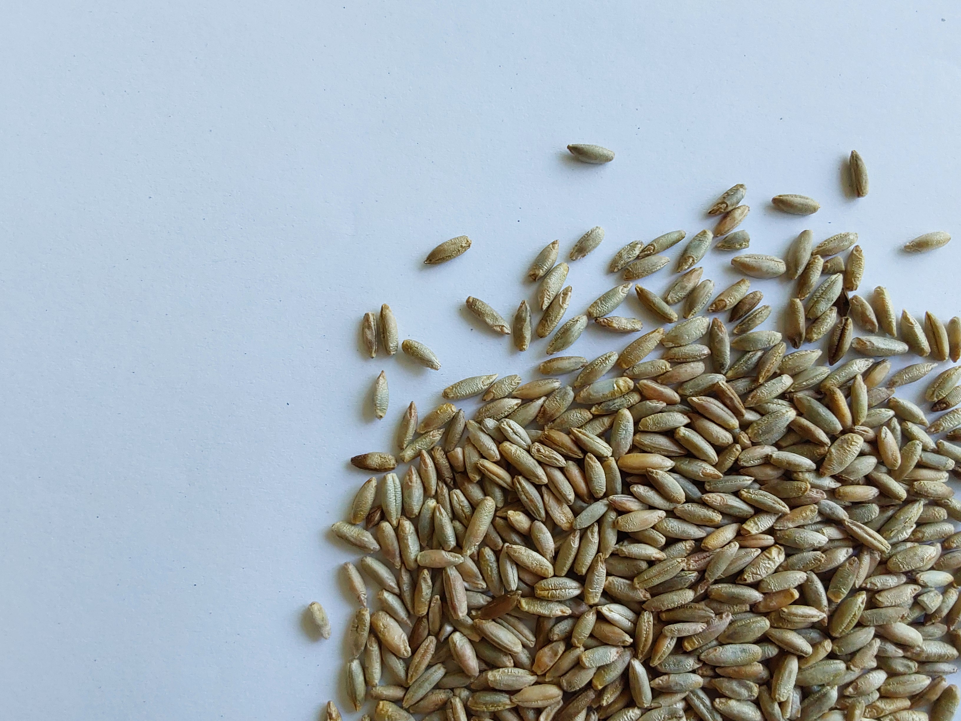 Rye