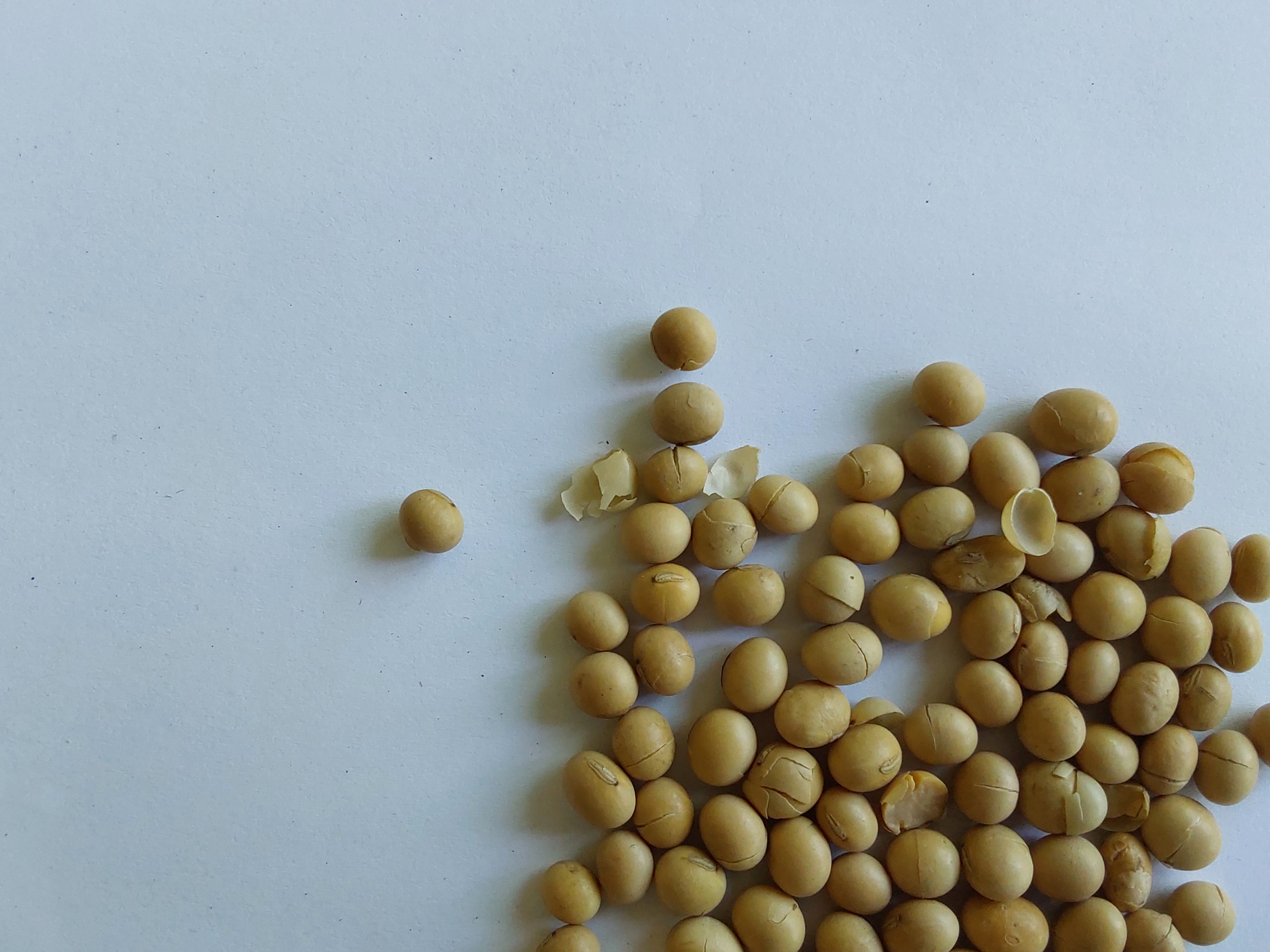 Toasted soya beans