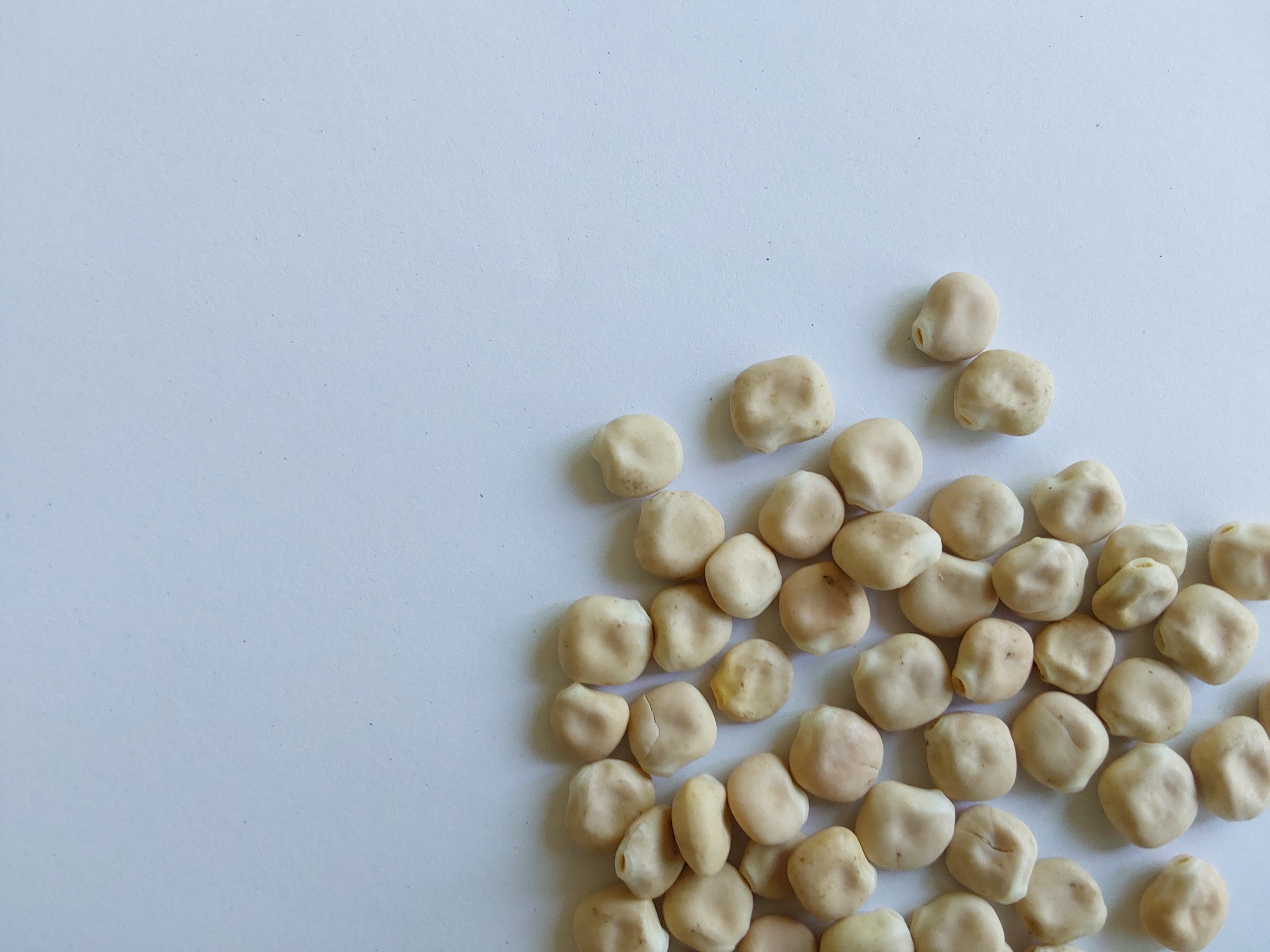 White lupin