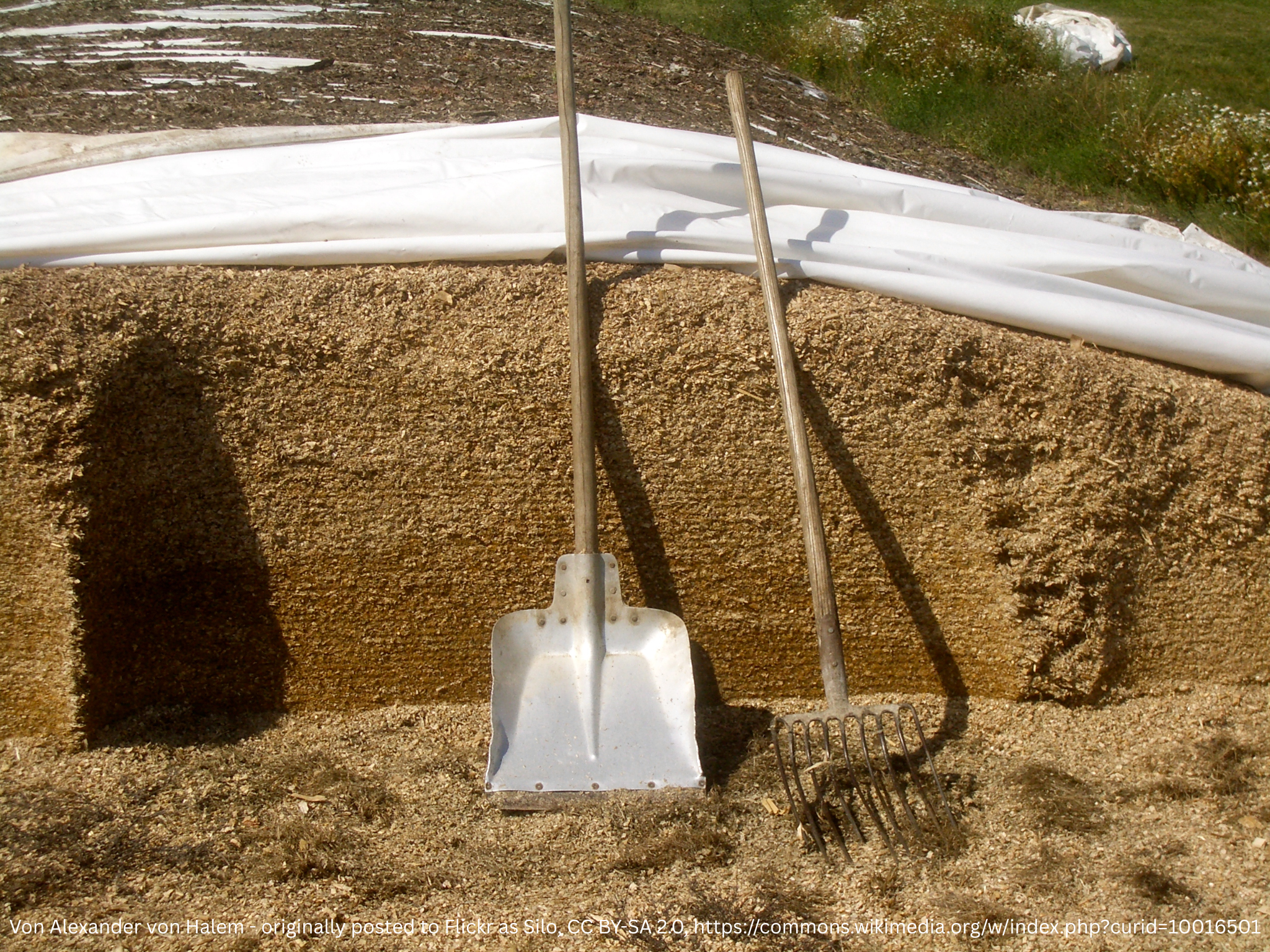 Maize silage