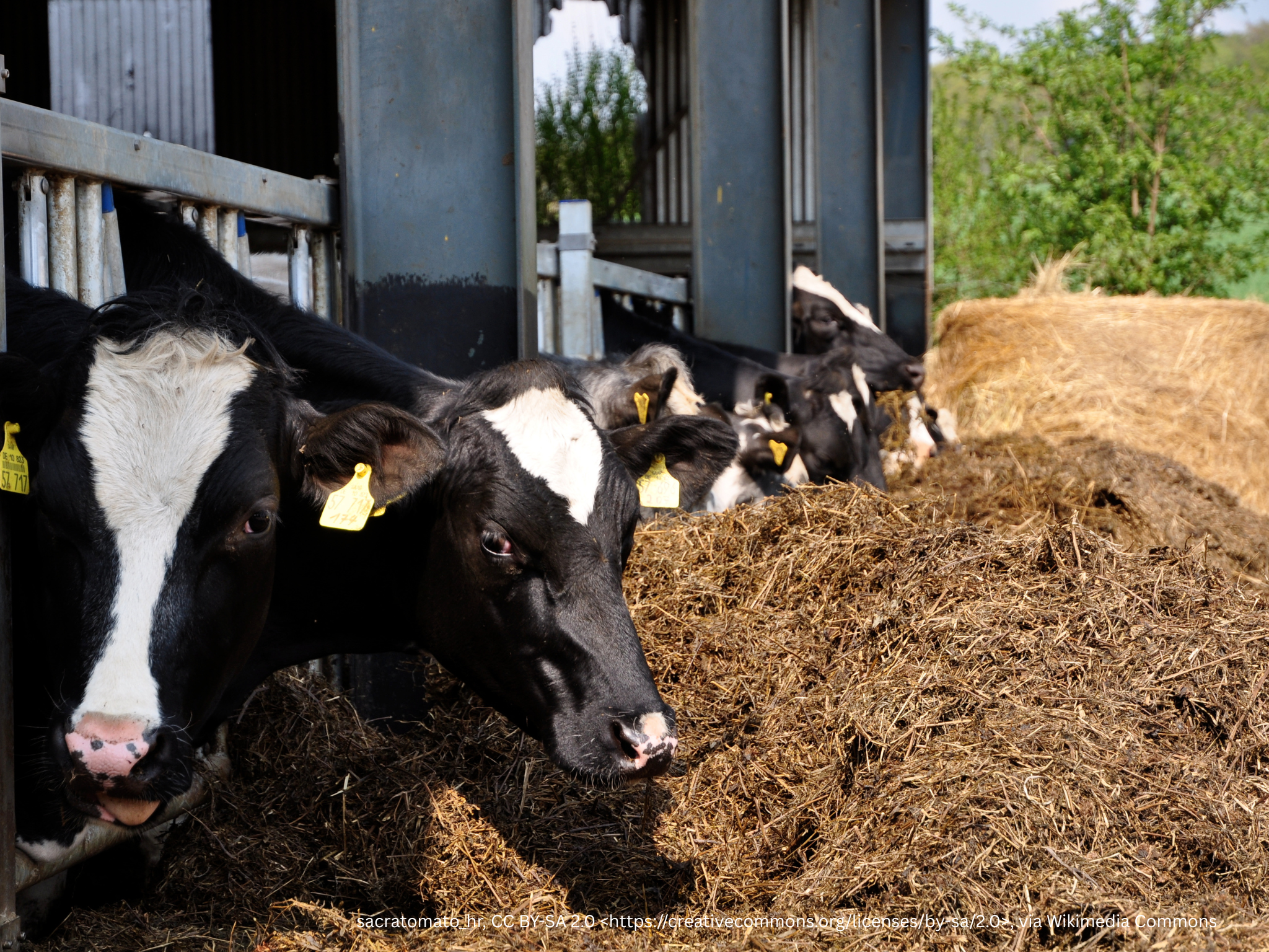 grass silage