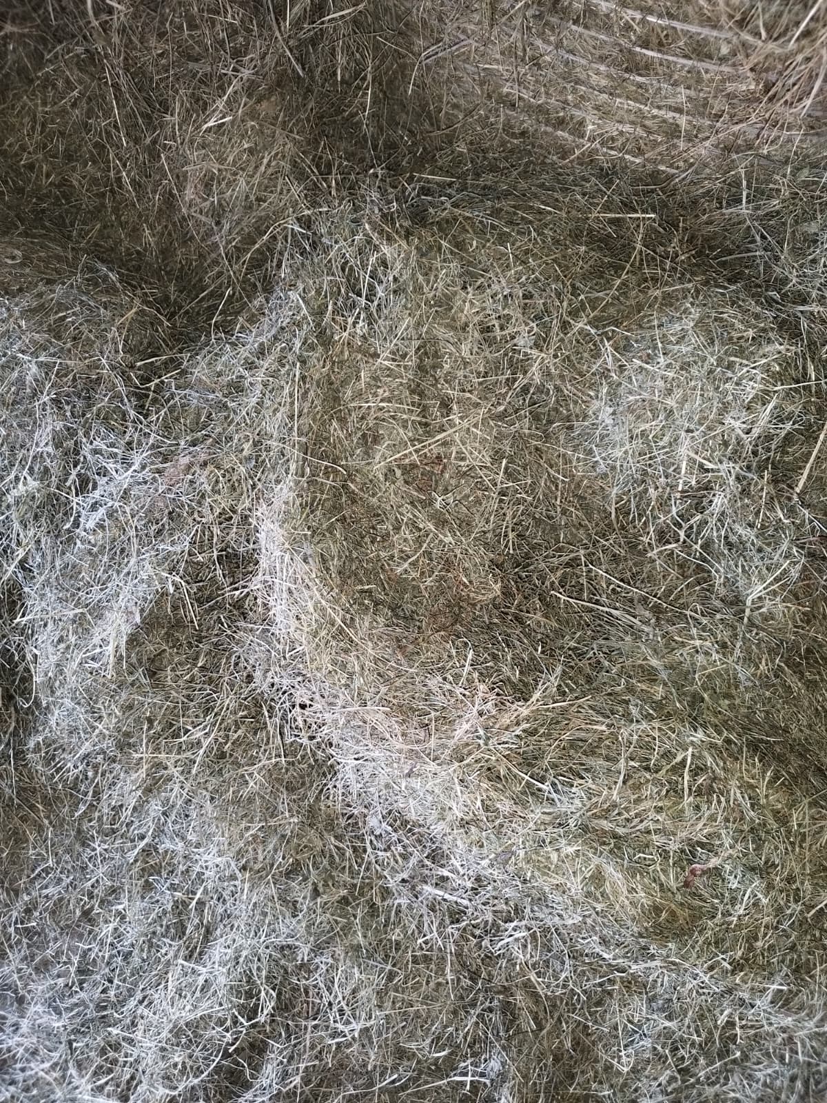 Hay